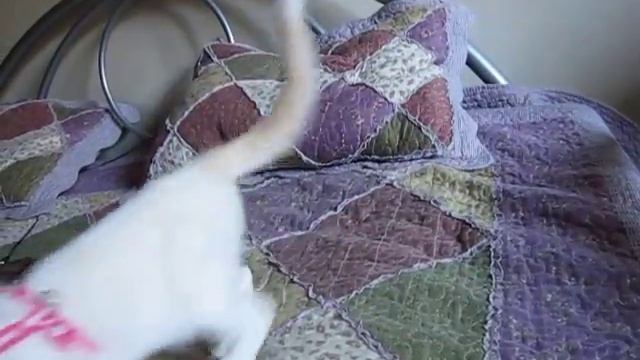 Говорящая кошка балинез смотреть онлайн