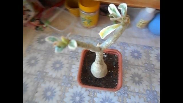 Адениум. Пересадка Белого cлона / Бутоны на адениумах смотреть онлайн