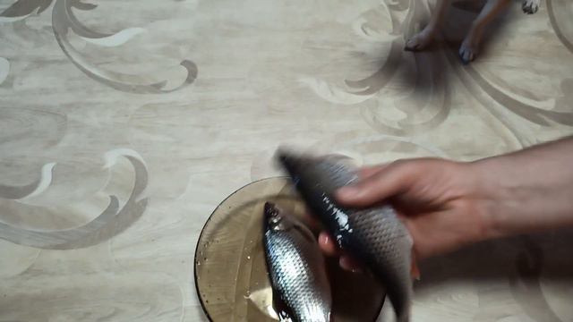 Чихуахуа Боня и рыба🐟)./Рыболовный сезон открыт. смотреть онлайн
