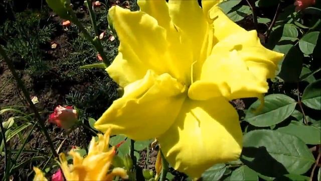 Дабл Кьюти лилейник махровый смотреть онлайн