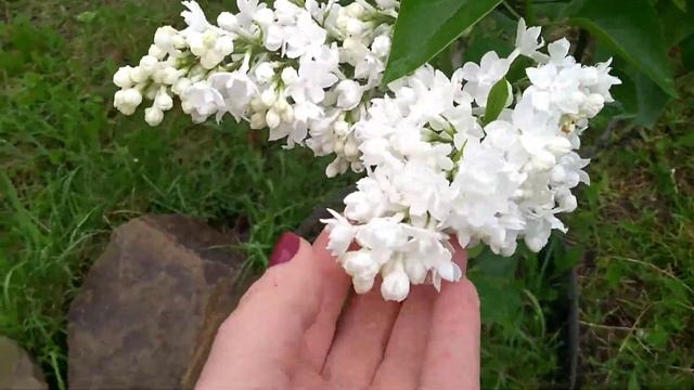 Необычная сирень смотреть онлайн