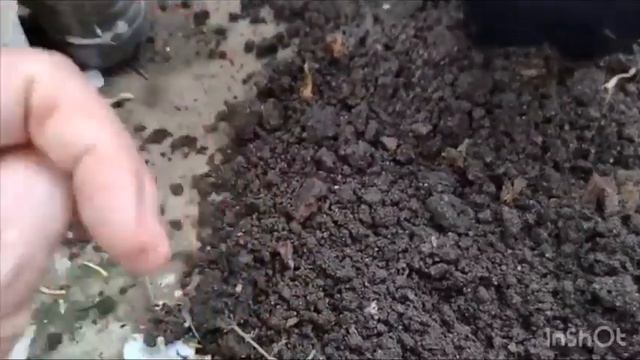 TRANSPLANTE DE ALOCASIA MICKEY MOUSE +DICAS DE SUBSTRATO смотреть онлайн