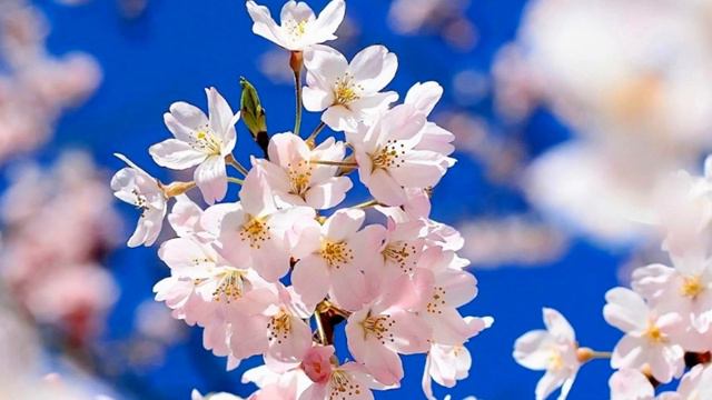 "На все воля Божья". Об энергетике фраз. смотреть онлайн