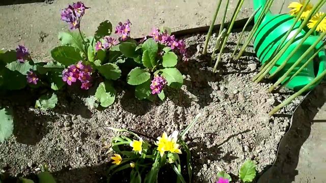 Что цветет 8 мая в моем садике.Всех с Днём Победы!!! смотреть онлайн