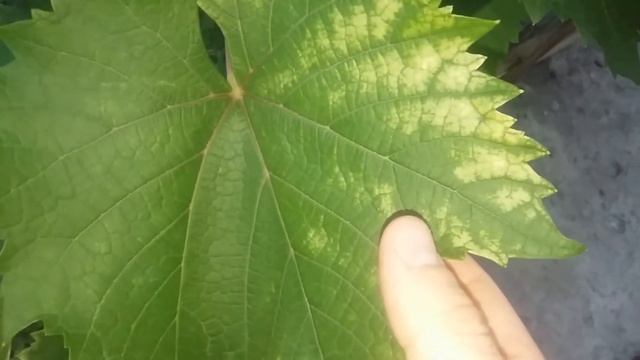 Хлороз на винограде. Причины возникновение. Методы борьбы. Виноградник 2017. смотреть онлайн