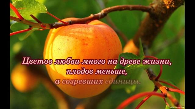 О деревьях и людях.