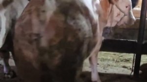 Откорм бычков, причины малого привеса быков! 87058852222