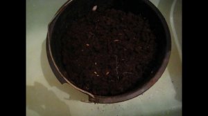 Подготовка грунта для рассады. Обеззараживание почвы. Фитоспорин.