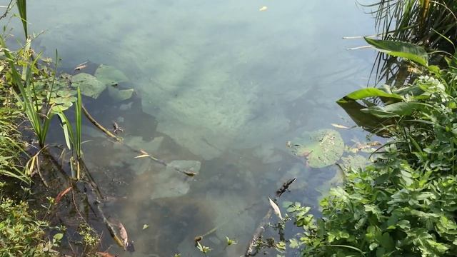 Одесский Краб На Углях В Лесу смотреть онлайн