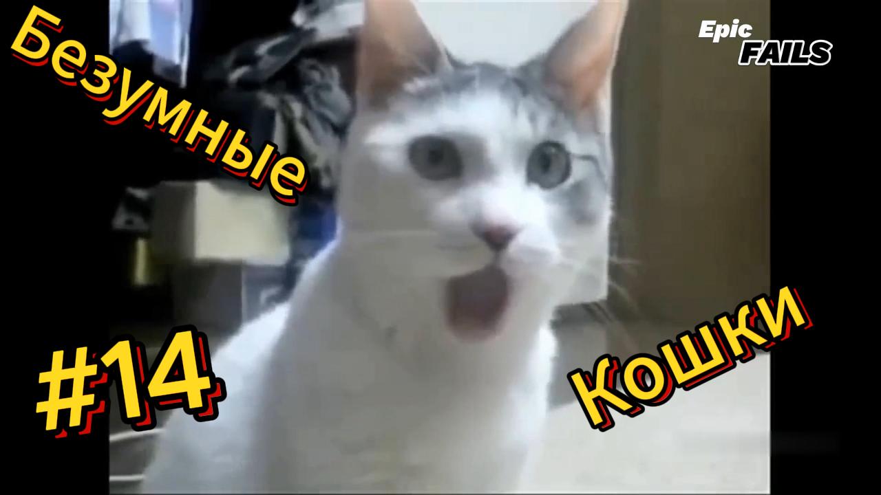 ДО СЛЁЗ ? подборка безумных кошек | Смешные видео - Лучшие ПРИКОЛЫ 14 смотреть онлайн