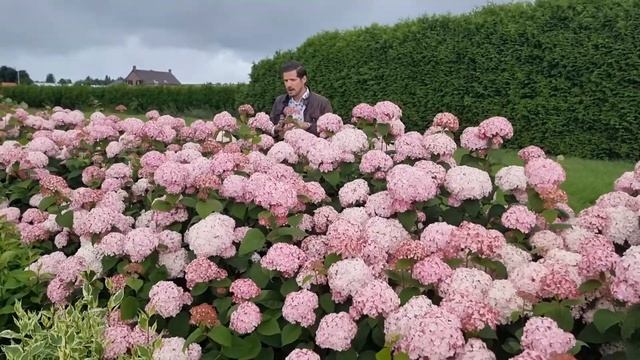 Hydrangea arborescens Candybelle® Bubblegum @ Verpaalen смотреть онлайн