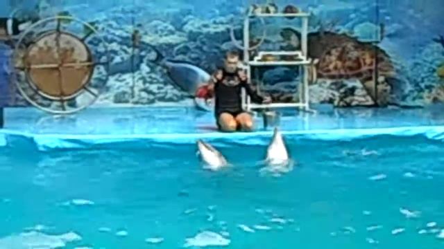 Дельфинарий Кабардинка дельфины поют смотреть онлайн