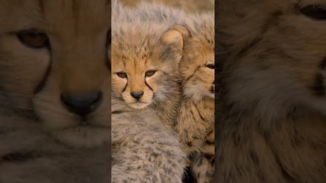 Самые быстрые животные на планете #гепард #кошачьи #животные