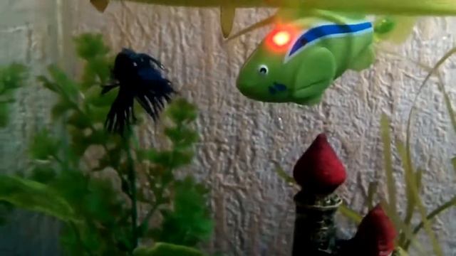 Плавающая пластиковая рыбка Fix Price в аквариуме с петушком/Рыбка петушок с соперником/ смотреть онлайн