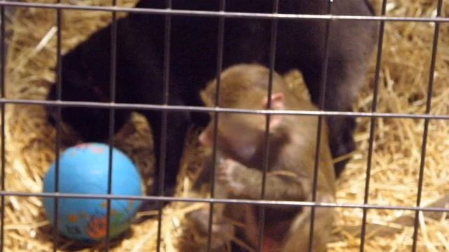 World of Pets Expo(World of Cats - Cat Show) 2011, Timonium, MD, US - Part 1 смотреть онлайн