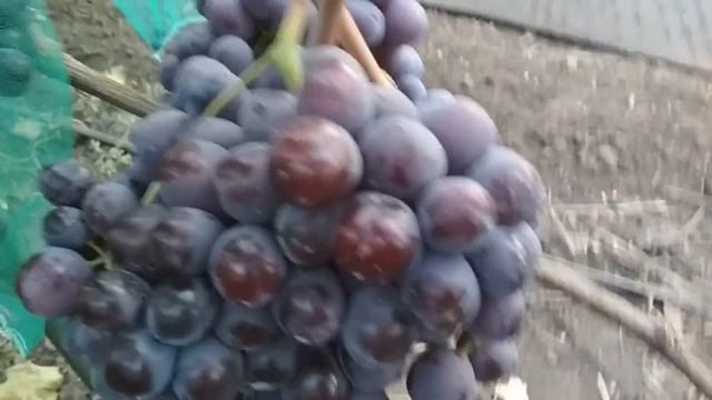 Виноград - Раджа . смотреть онлайн