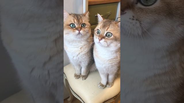 кто съел печенюшку смотреть онлайн