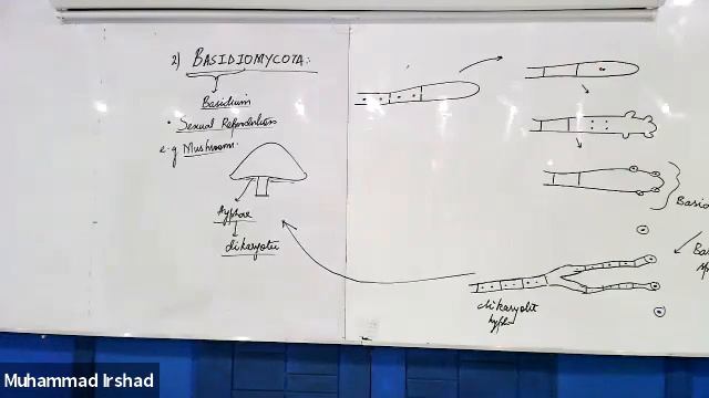 XI Chapter 8 Kingdom Fungi: Basidiomycota - Ascomycota