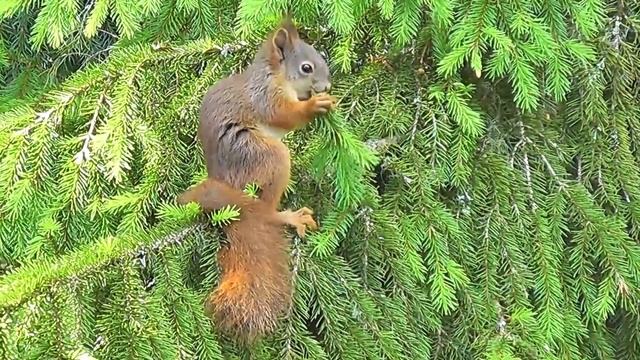Cute animals: Squirrel | Video Tupai смотреть онлайн