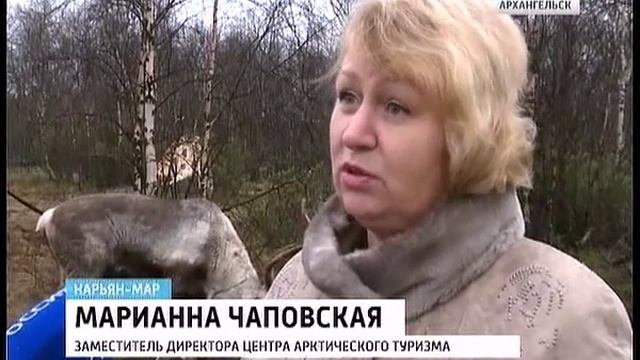 В центре Арктического туризма в Нарьян-Маре появились два северных оленя смотреть онлайн
