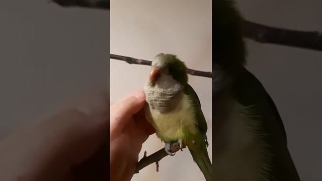 Попугай калита монах общается))