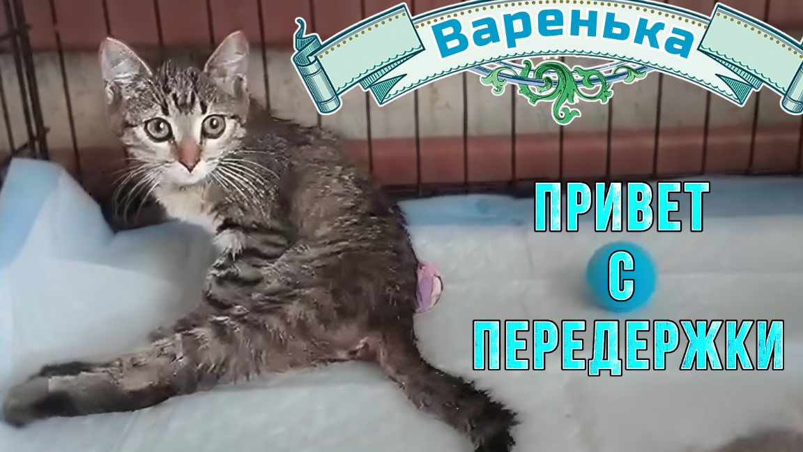 Варя. Привет с передержки. смотреть онлайн