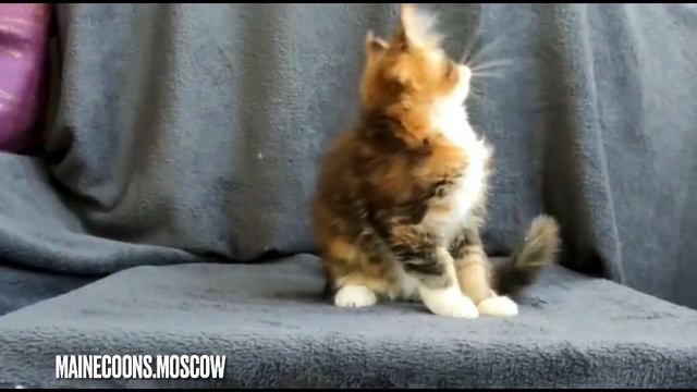 Чёрная мраморная черепаховая с белым девочка Мейн-кун 2 месяца смотреть онлайн