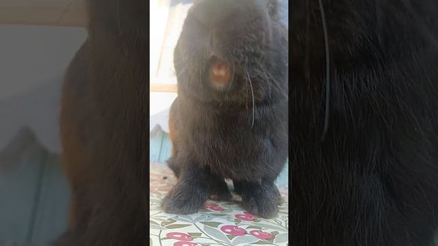 Жди докс сват