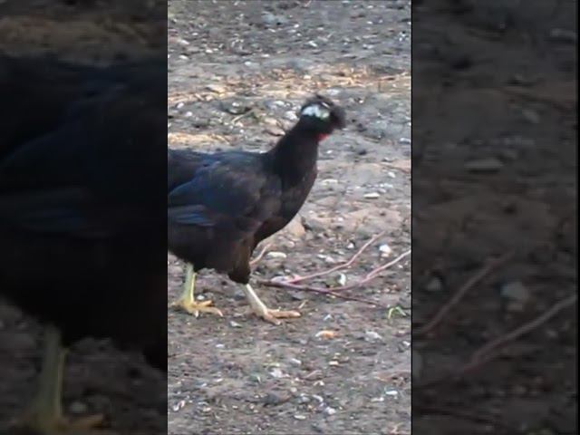 Ножки или Неудачное знакомство смотреть онлайн