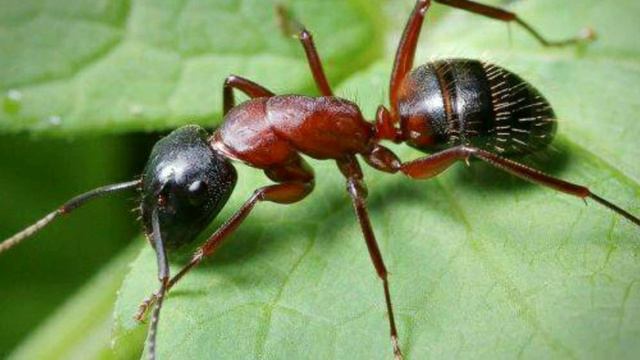 Ветеринарная помощь для животных