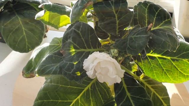 ГЛОКСИНИЯ НГ БЕЛЫЕ СНЕГИ БЫСТРЫЙ РОСТ И ЦВЕТЕНИЕ. 24.09.21 #глоксиниянгбелыеснеги #глоксиниянг смотреть онлайн