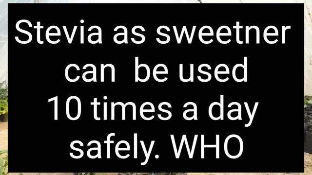 Stevia: 30 times sweeter than white sugar but no calorie смотреть онлайн