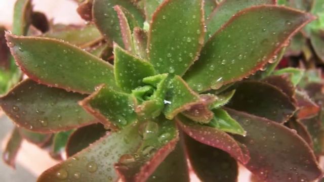 Succulents for beginners смотреть онлайн