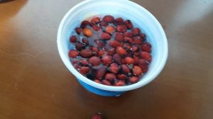 Магнолия из семян