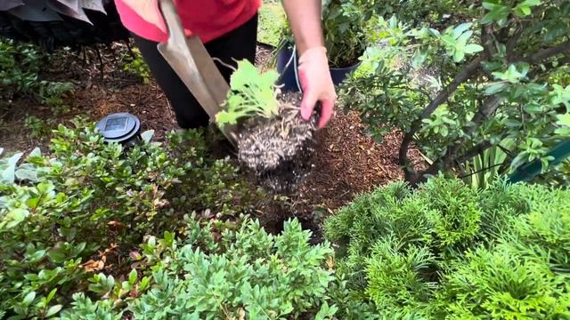Planting Acanthus Whitewater￼, Oak Leaf ￼Hydrangea and making Use of More Self-Seeding Plants смотреть онлайн