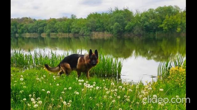 Знакомьтесь с ОЛКАСОМ ФОКСБЕРГ Какой красавец вырос !