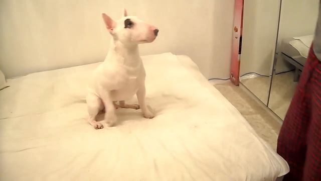 Команда «Голос!» от бультерьера Сахарка смотреть онлайн