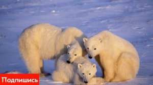 Умка Колыбельная Медведицы 1 час | Polar Bear Lullaby in Russian 1 hour | Umka