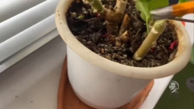 ОФИСНАЯ ПЕЛАРГОНИЯ ПОПАЛА В МОИ РУКИ! ОБРЕЗКА! смотреть онлайн