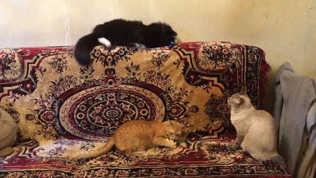 Игрушка для кошек «Фитомышь с кошачьей мятой» смотреть онлайн