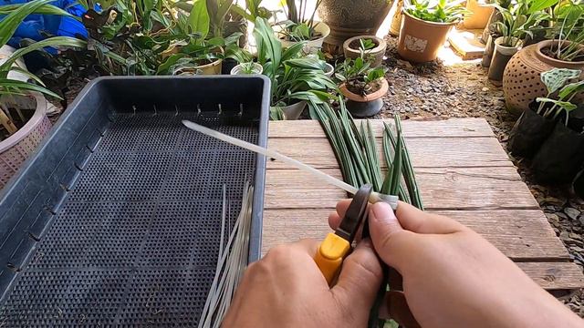 How to Knitting snake plant and Planting sansevieria plant house plants indoor plants beginners смотреть онлайн