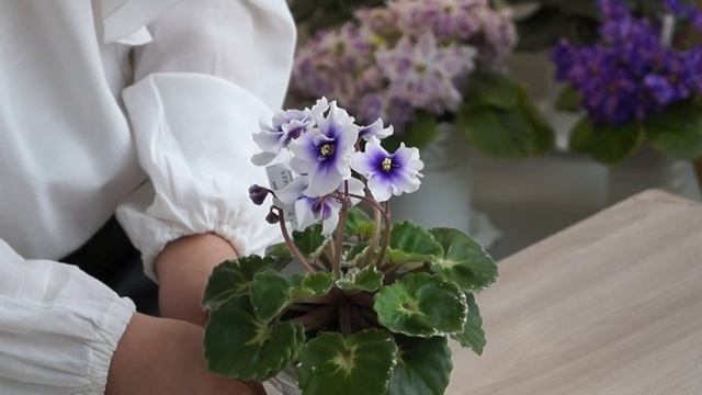 Новинки коллекции 2020 2021 2 часть New