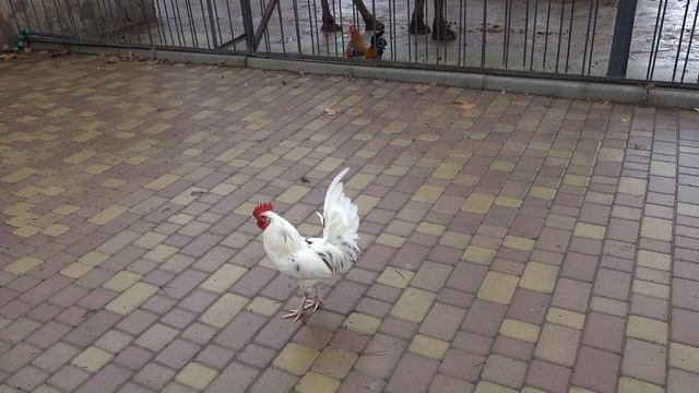 Семейство верблюдов и их гости!??Лапушкин красиво танцует)? смотреть онлайн