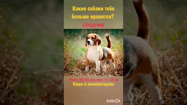 КЛАССИФИКАЦИЯ ПОРОД СОБАК ПО РАЗМЕРАМ #собаки #животные #собакадругчеловека #друзья смотреть онлайн