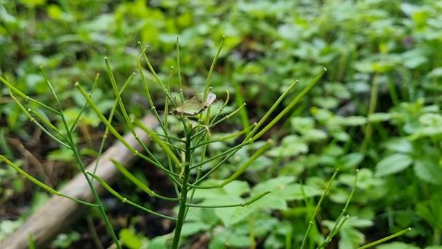 Влог. Ароидные, цикломены, папоротники в лесу смотреть онлайн