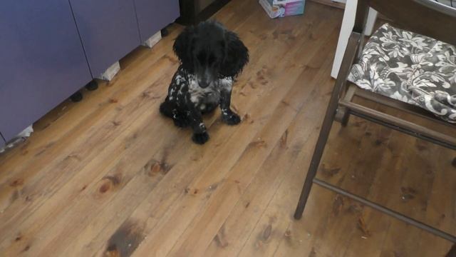 Щенок русского спаниеля и фокстерьер. Часть 6. смотреть онлайн