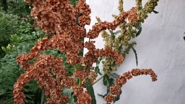 КОНСКИЙ ЩАВЕЛЬ | ОТВЕТЫ НА ВОПРОСЫ смотреть онлайн