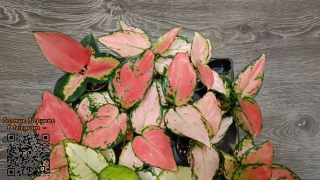 Микс ярких аглаонем смотреть онлайн