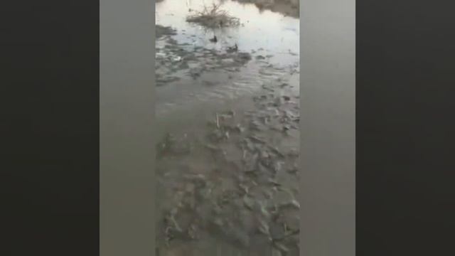 #БАЛЬШОЙ #САЗАН 25 КГ ОЧЕНЬ КЛАССНЫЙ смотреть онлайн