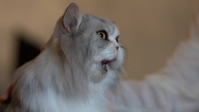 Консервы Petreet смотреть онлайн